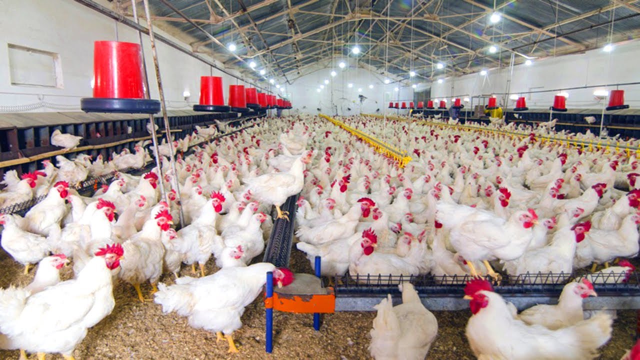 Poultry Farming All You Need to Know