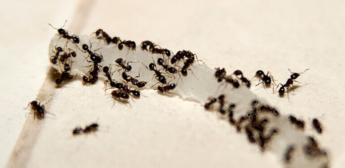 5 Types Of Ants That Are Likely To Be In Your Yard